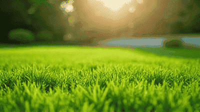 Eco-Friendly Lawn Care: Techniques for a Greener Lawn