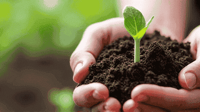 Garden Soil Testing: Why and How to Conduct It