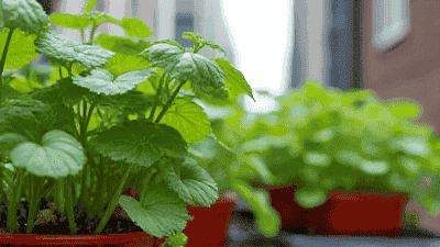 How to grow vegetables in urban environments